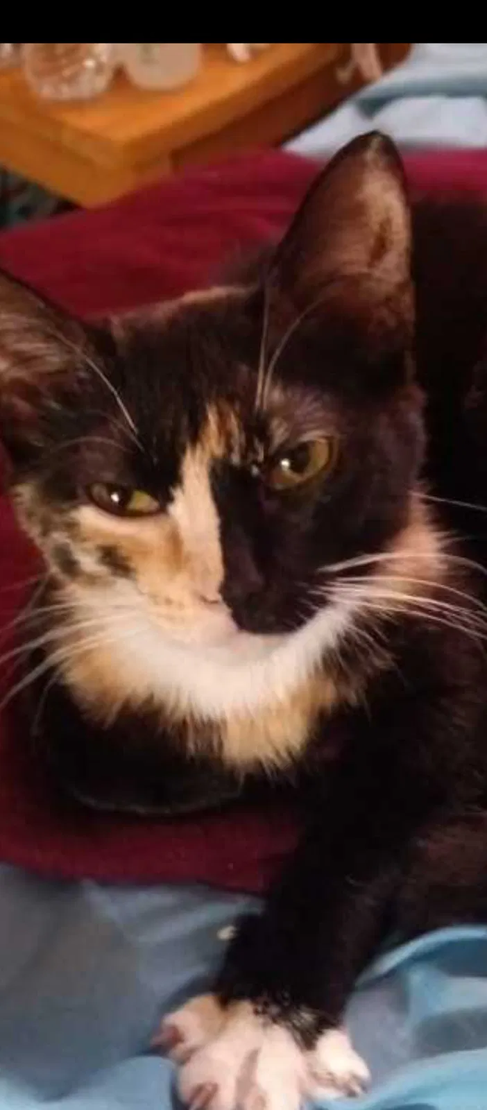 Lost cat in Houston, TX, 77002