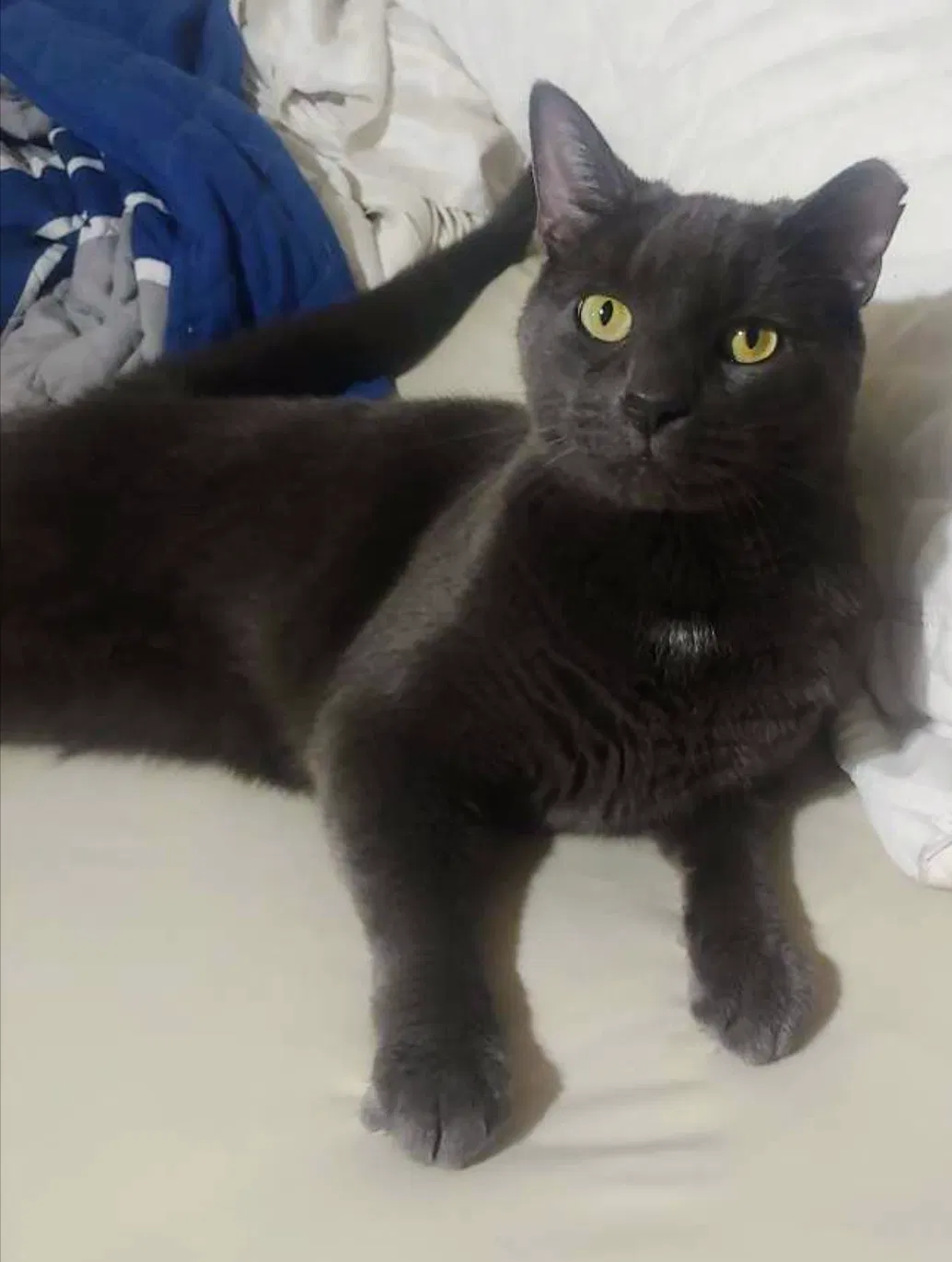 Lost cat in Cincinnati, OH, 45211