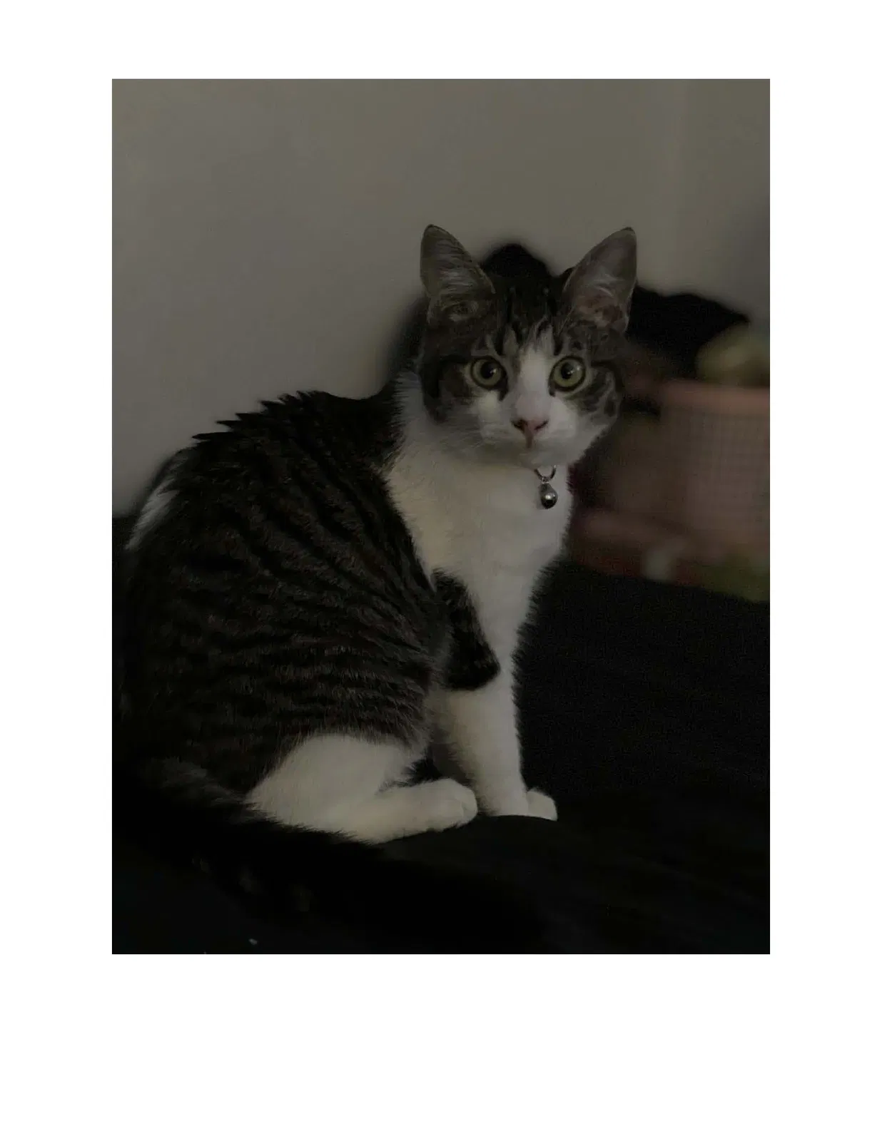 Lost cat in Sacramento, CA, 95833