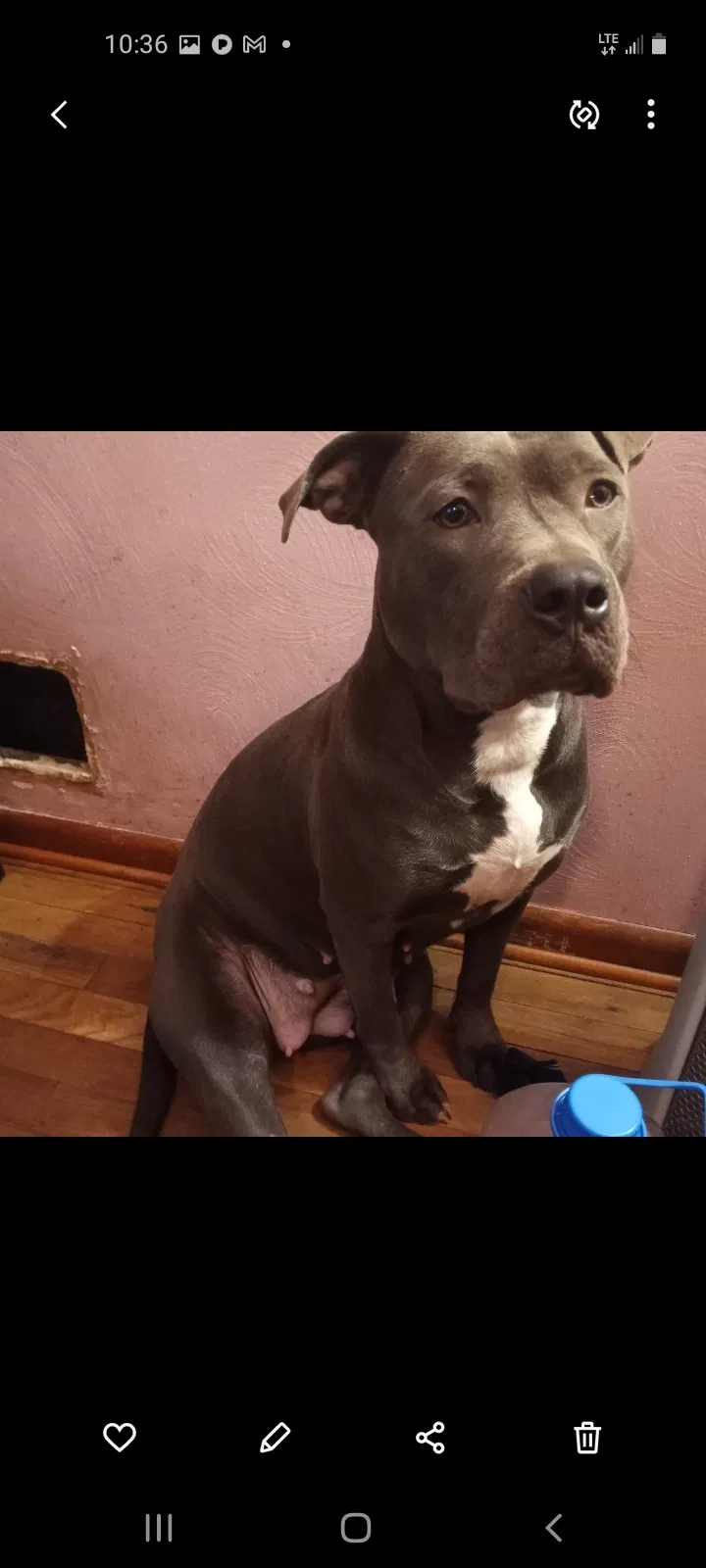 Lost dog in Verona, PA, 15147