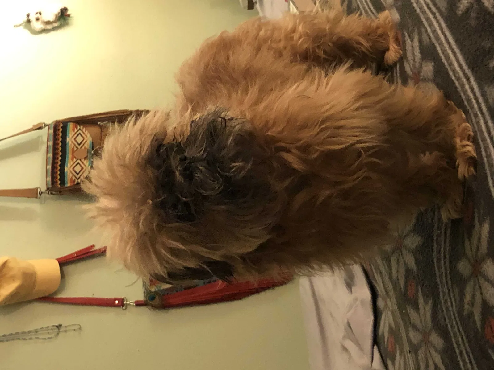 Lost dog in Westwego, LA, 70094