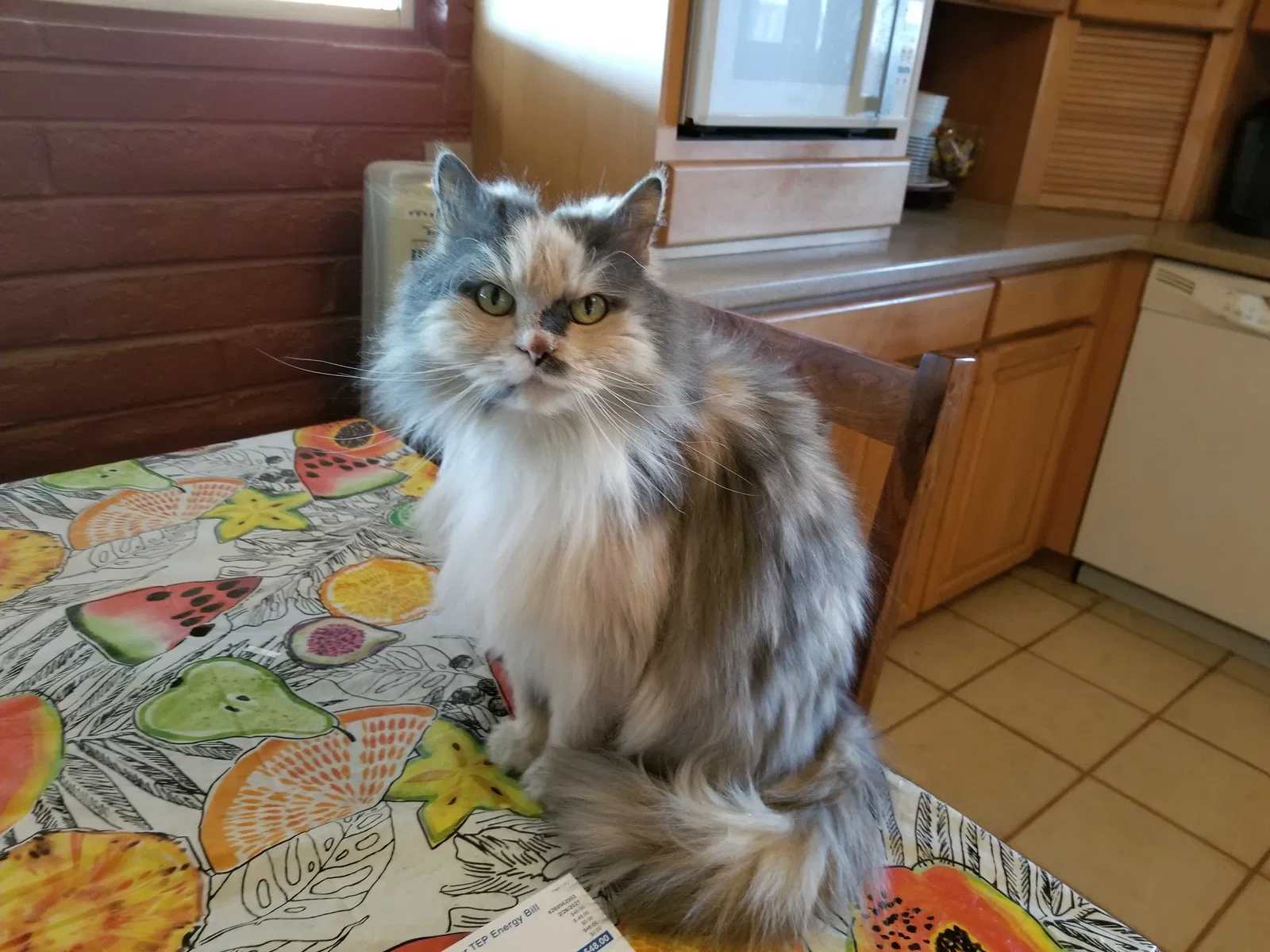 Lost cat in Tucson, AZ, 85710