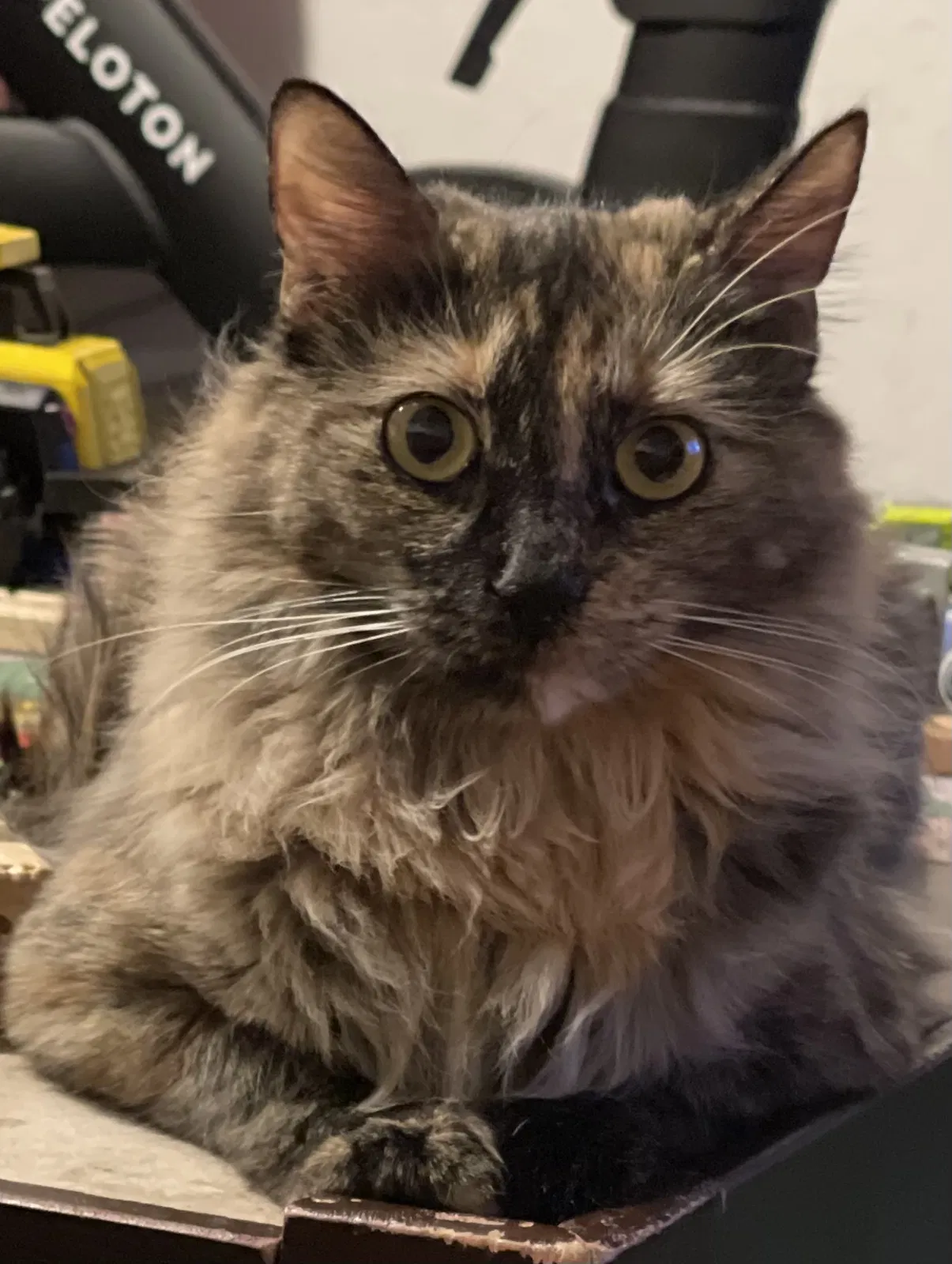 Lost cat in Palmdale, CA, 93550
