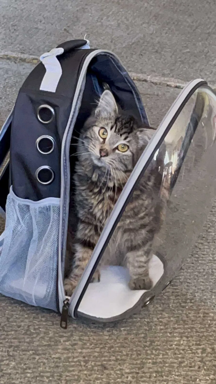 Lost cat in Tucson, AZ, 85739