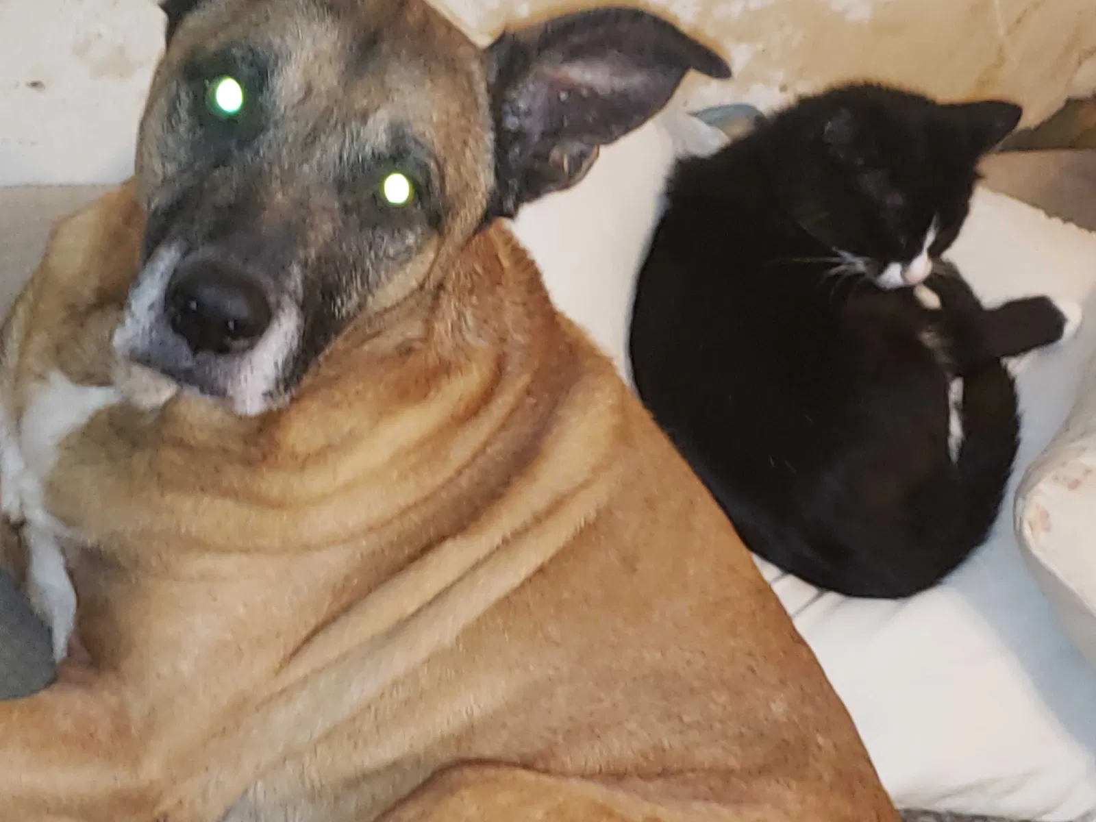 Lost dog in Zolfo Springs, FL, 33890