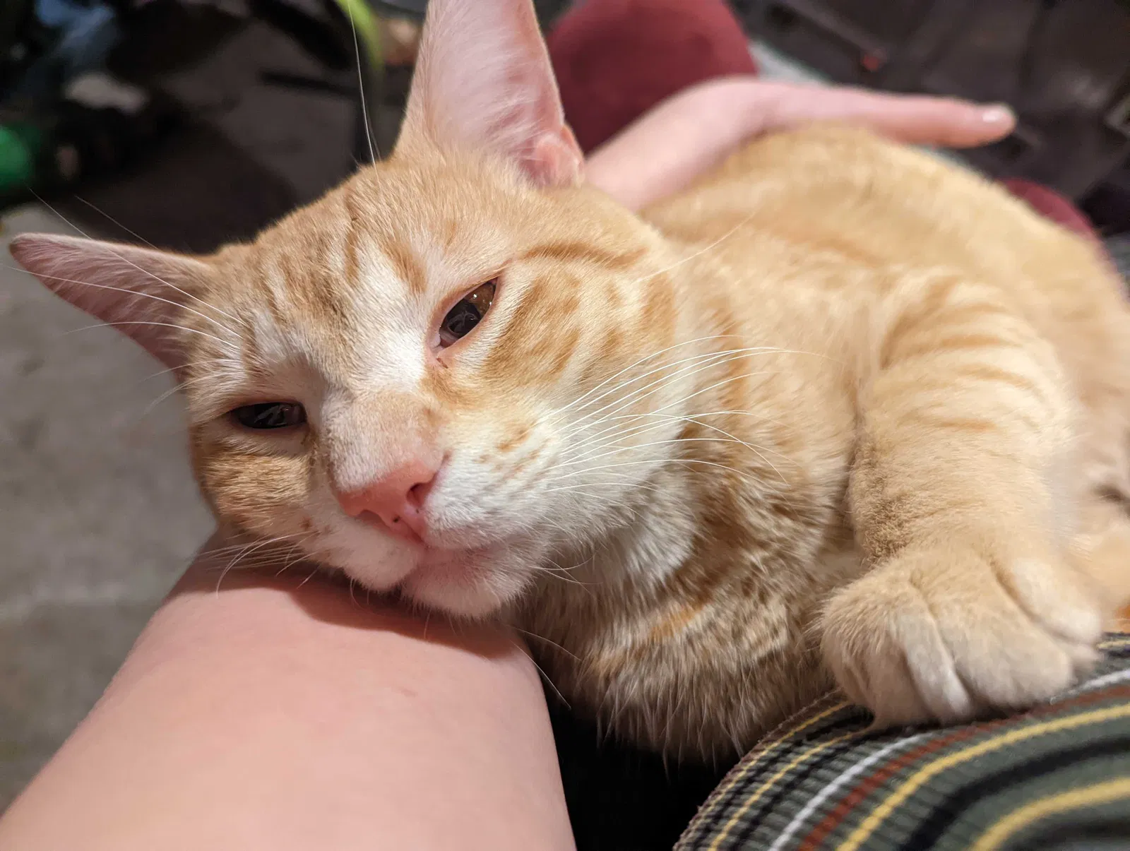 Lost cat in Charlestown, IN, 47111
