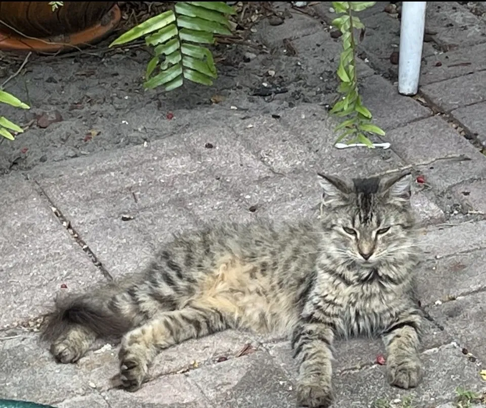 Lost cat in Hollywood, FL, 33021