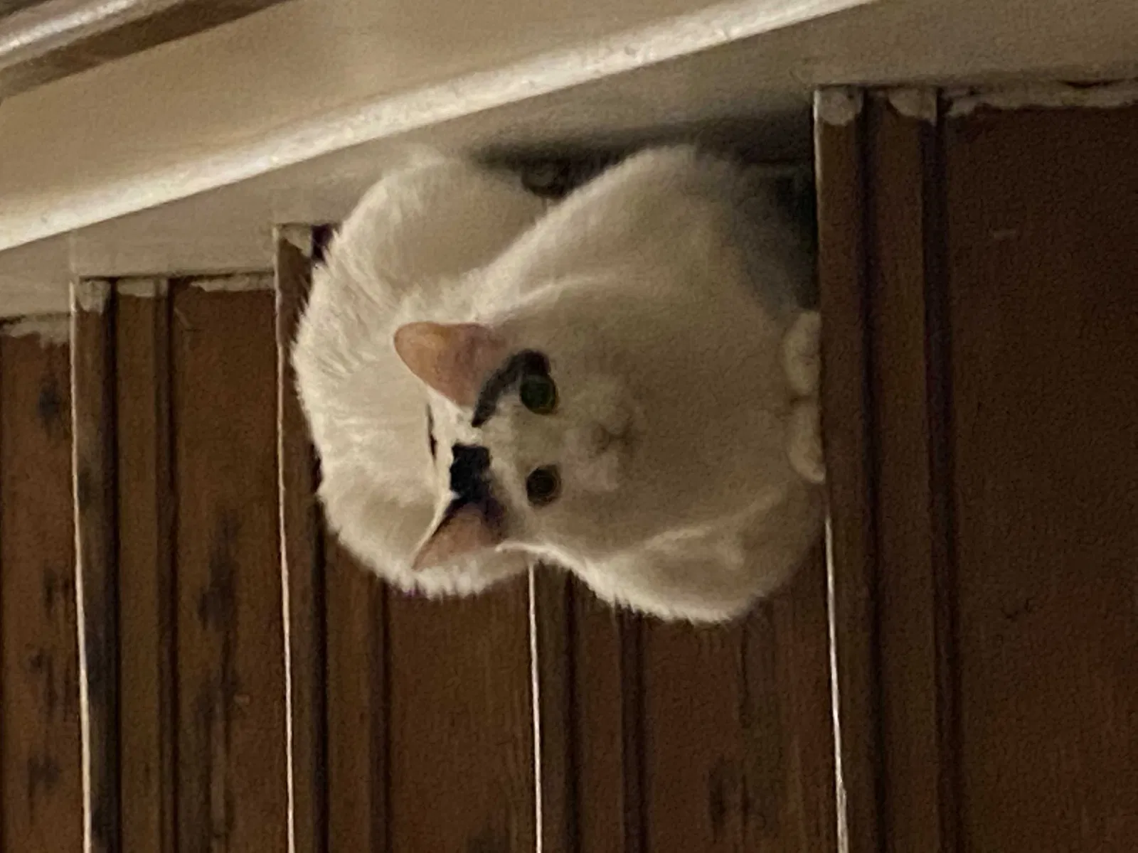 Lost cat in Cincinnati, OH, 45215