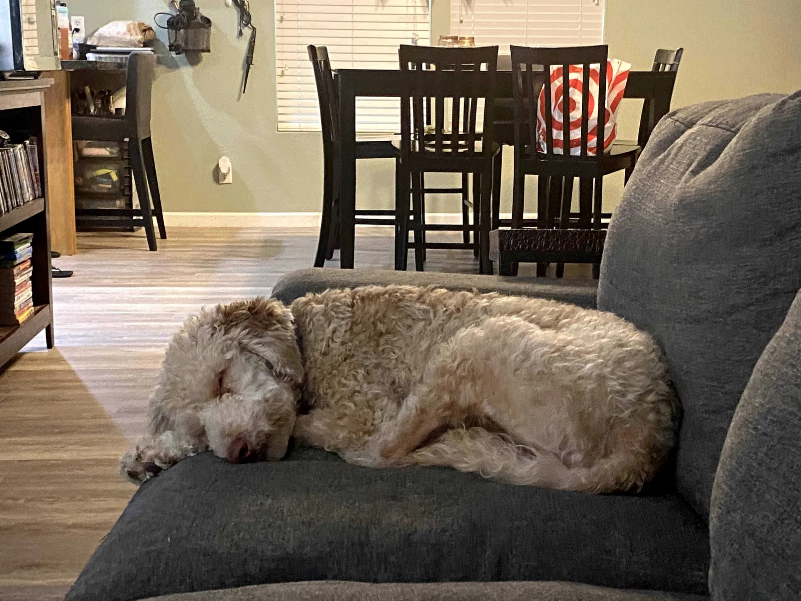 Lost dog in Silverton, OR, 97381