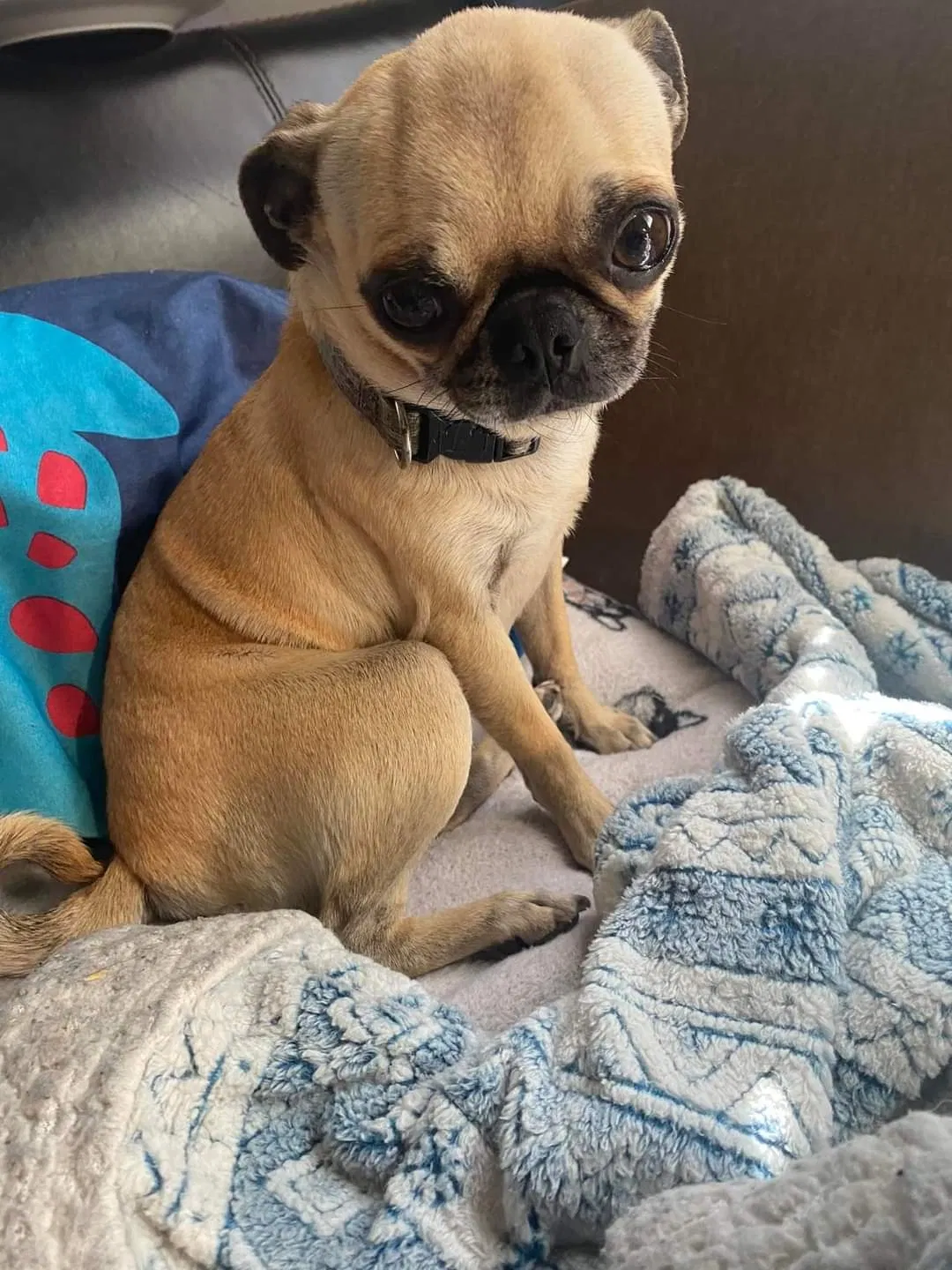 Lost dog in Oklahoma City, OK, 73119