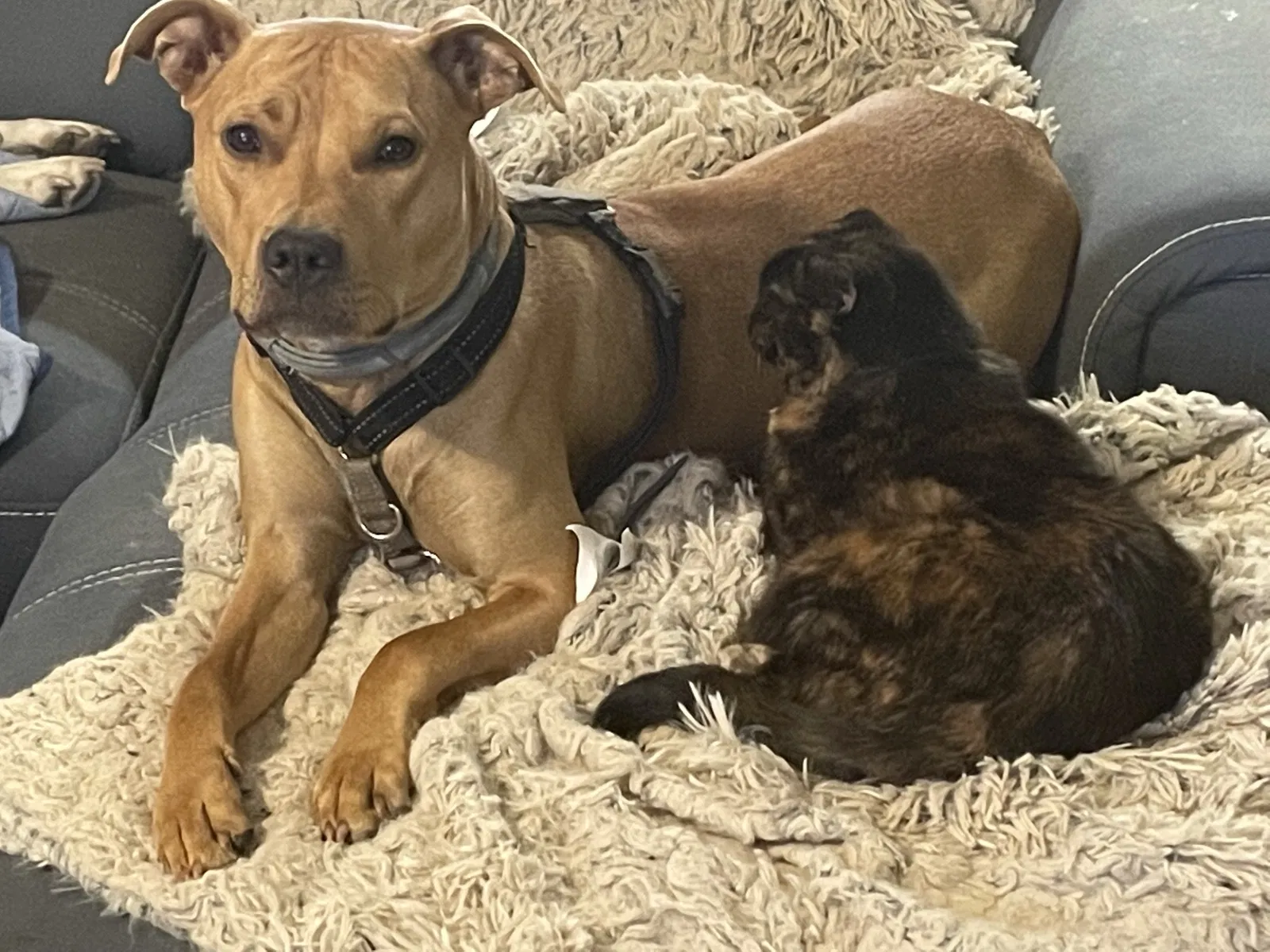 Lost dog in North Collins, NY, 14111