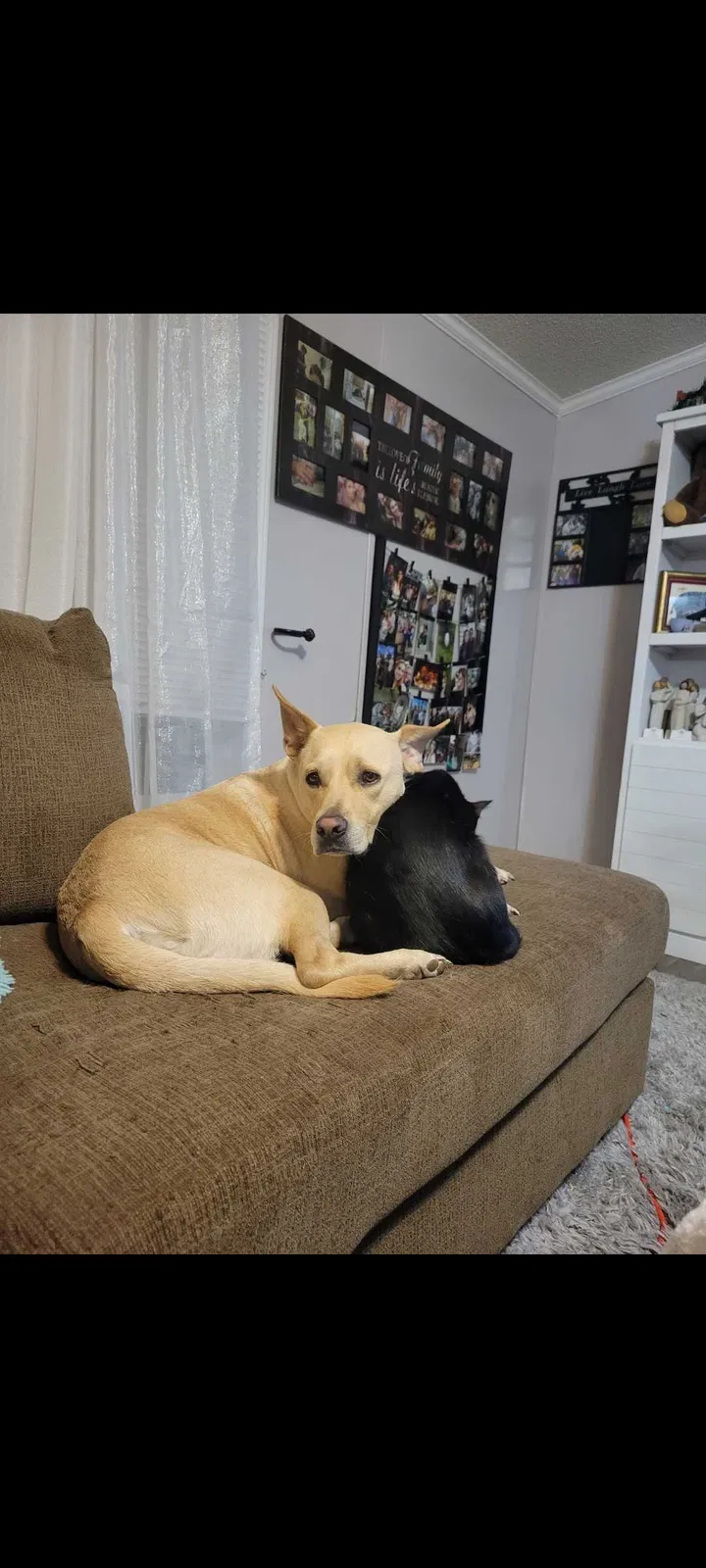Lost dog in Umatilla, FL, 32784