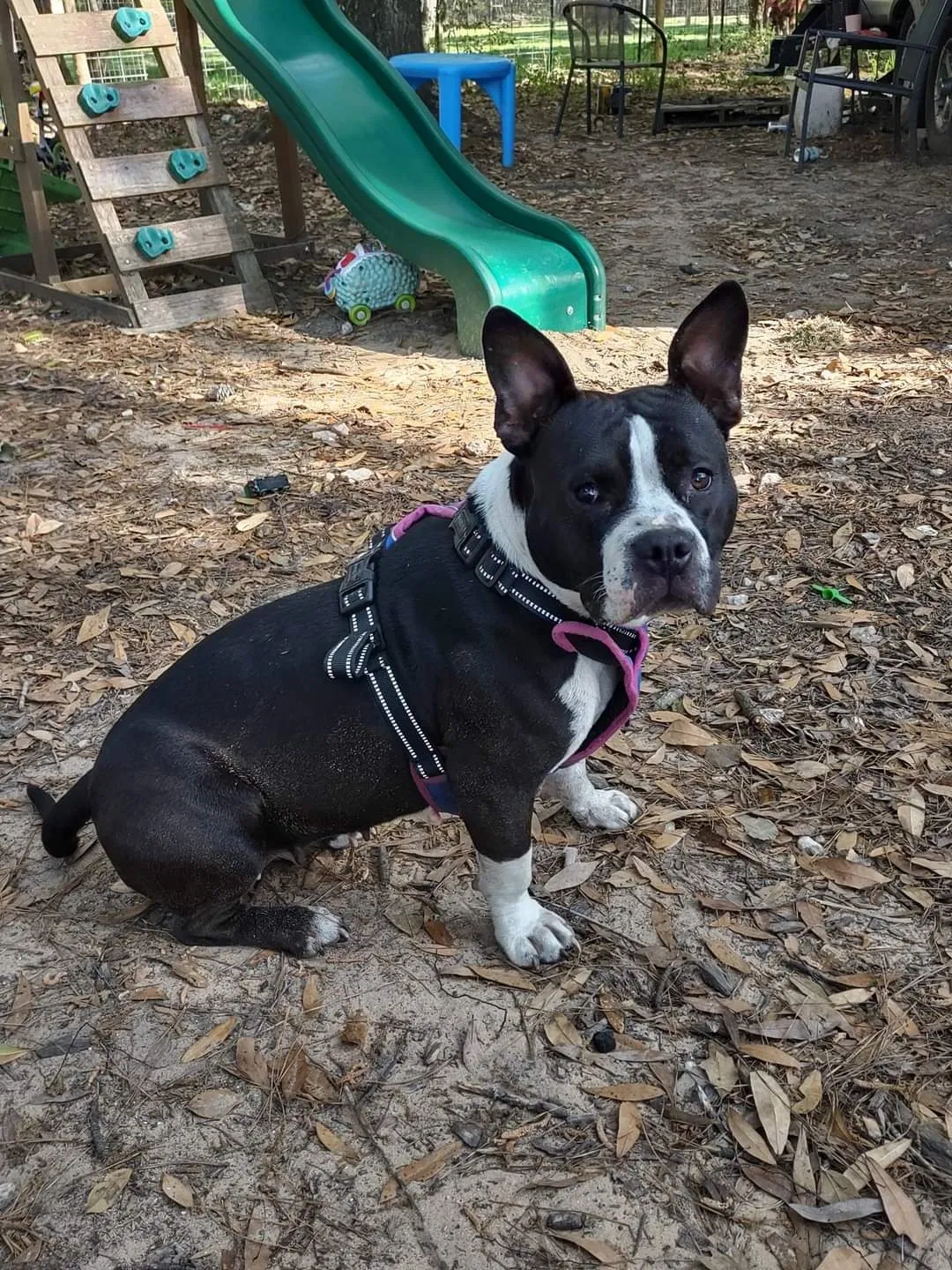Lost dog in Splendora, TX, 77372