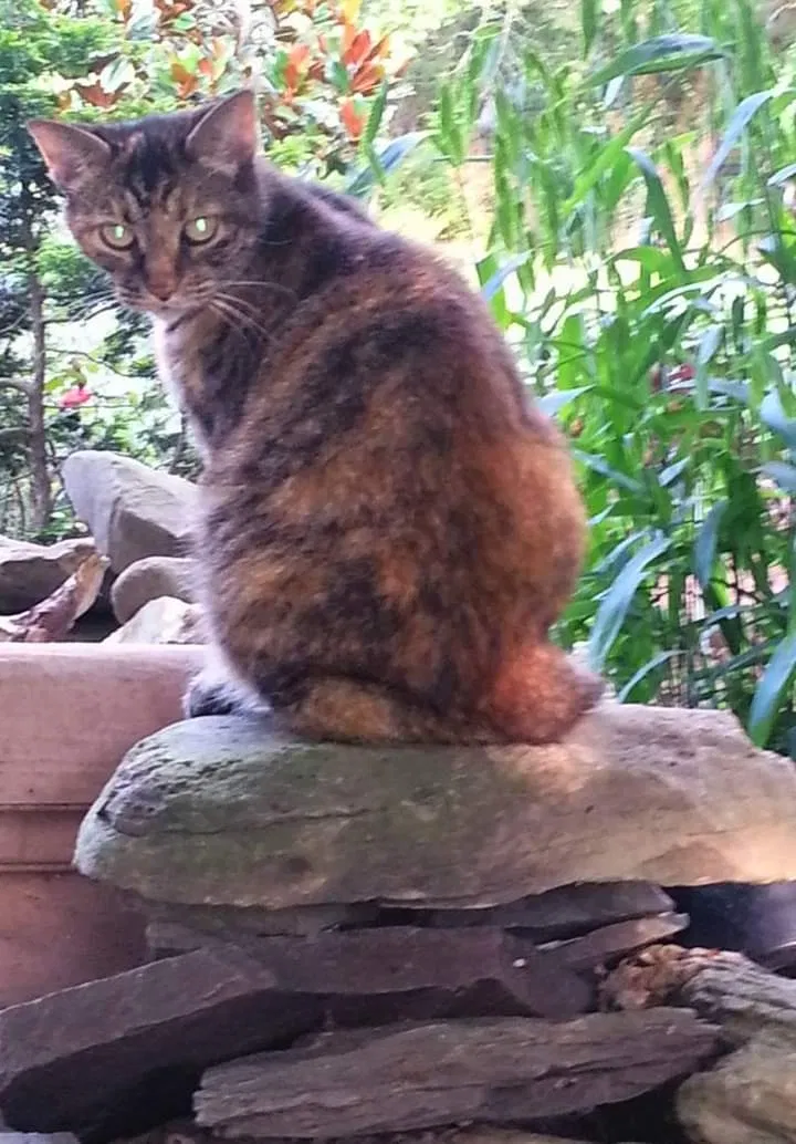 Lost cat in Unknown, FL, 33639