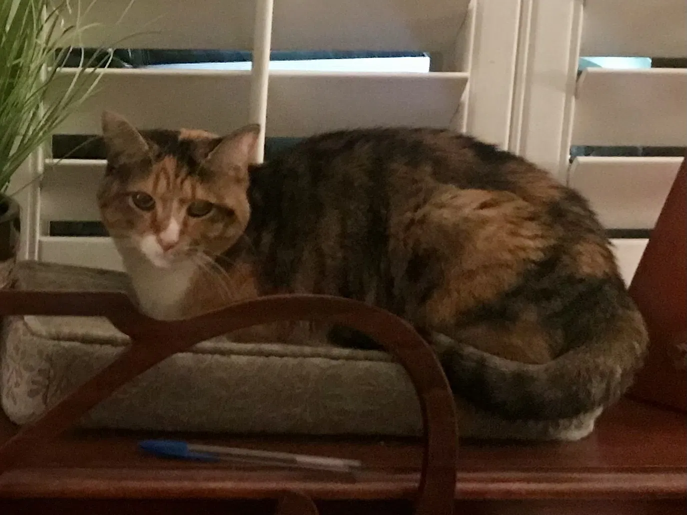 Lost cat in Scottsdale, AZ, 85260