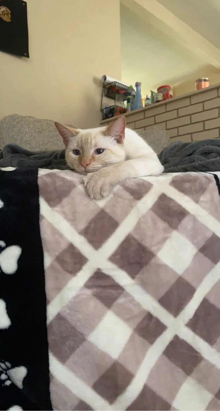 Lost cat in San Diego, CA, 92124