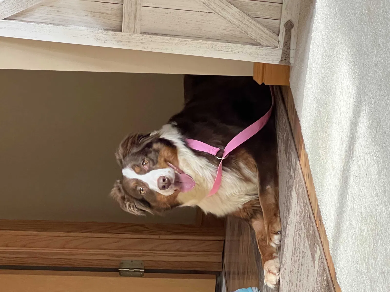 Lost dog in North Lawrence, OH, 44666