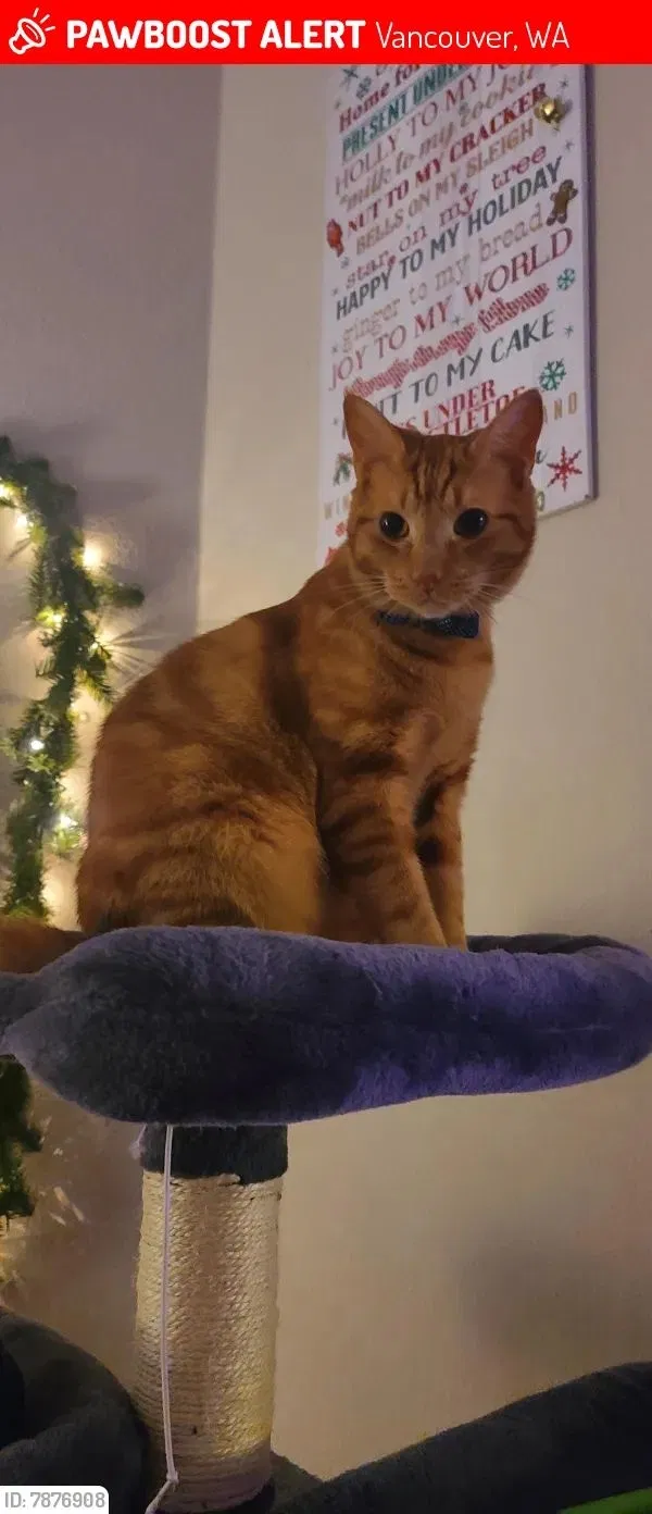 Lost cat in Vancouver, WA, 98683