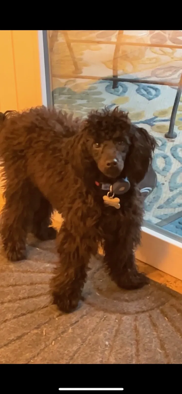 Lost dog in Houston, TX, 77021