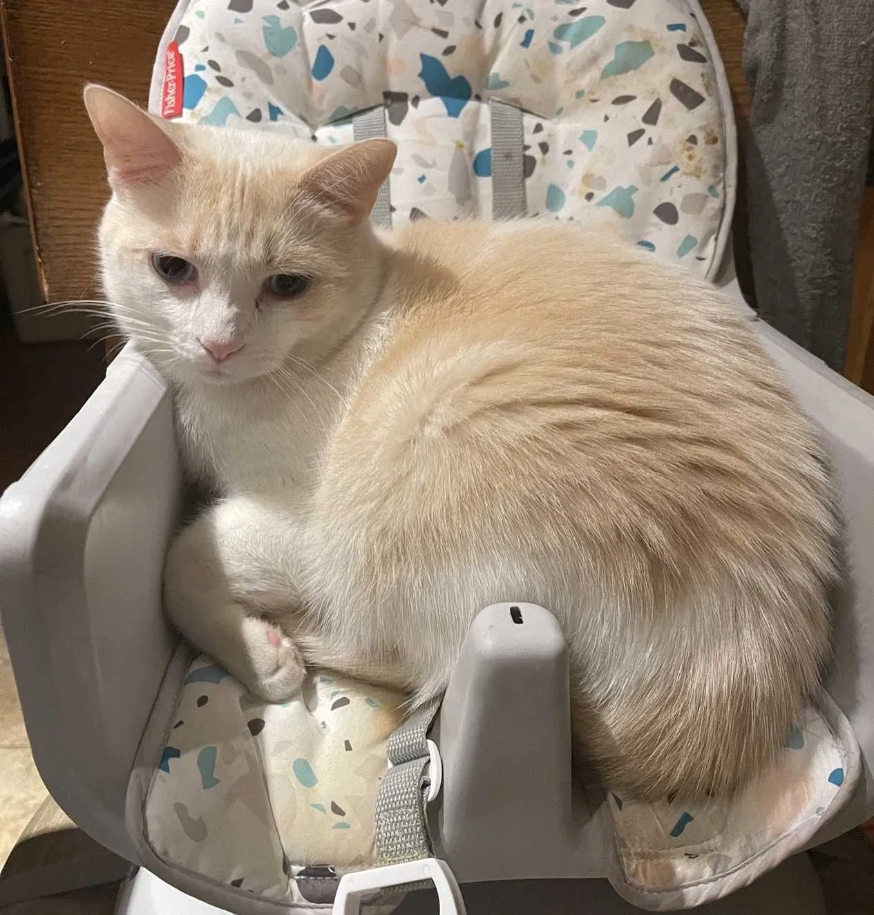 Lost cat in Virginia Beach, VA, 23456