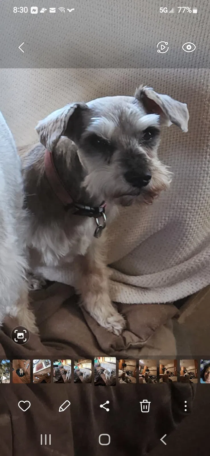 Lost dog in Las Cruces, NM, 88007
