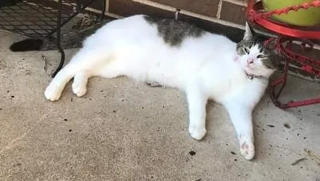 Lost cat in Lebanon, TN, 37087