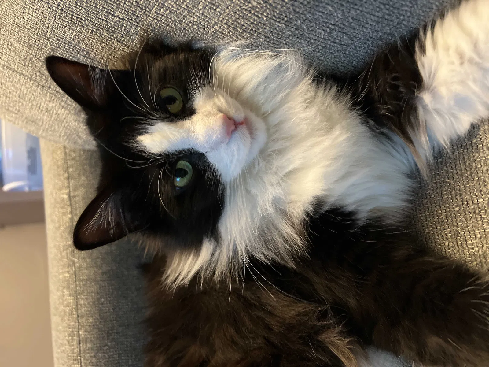 Lost cat in Elyria, OH, 44035