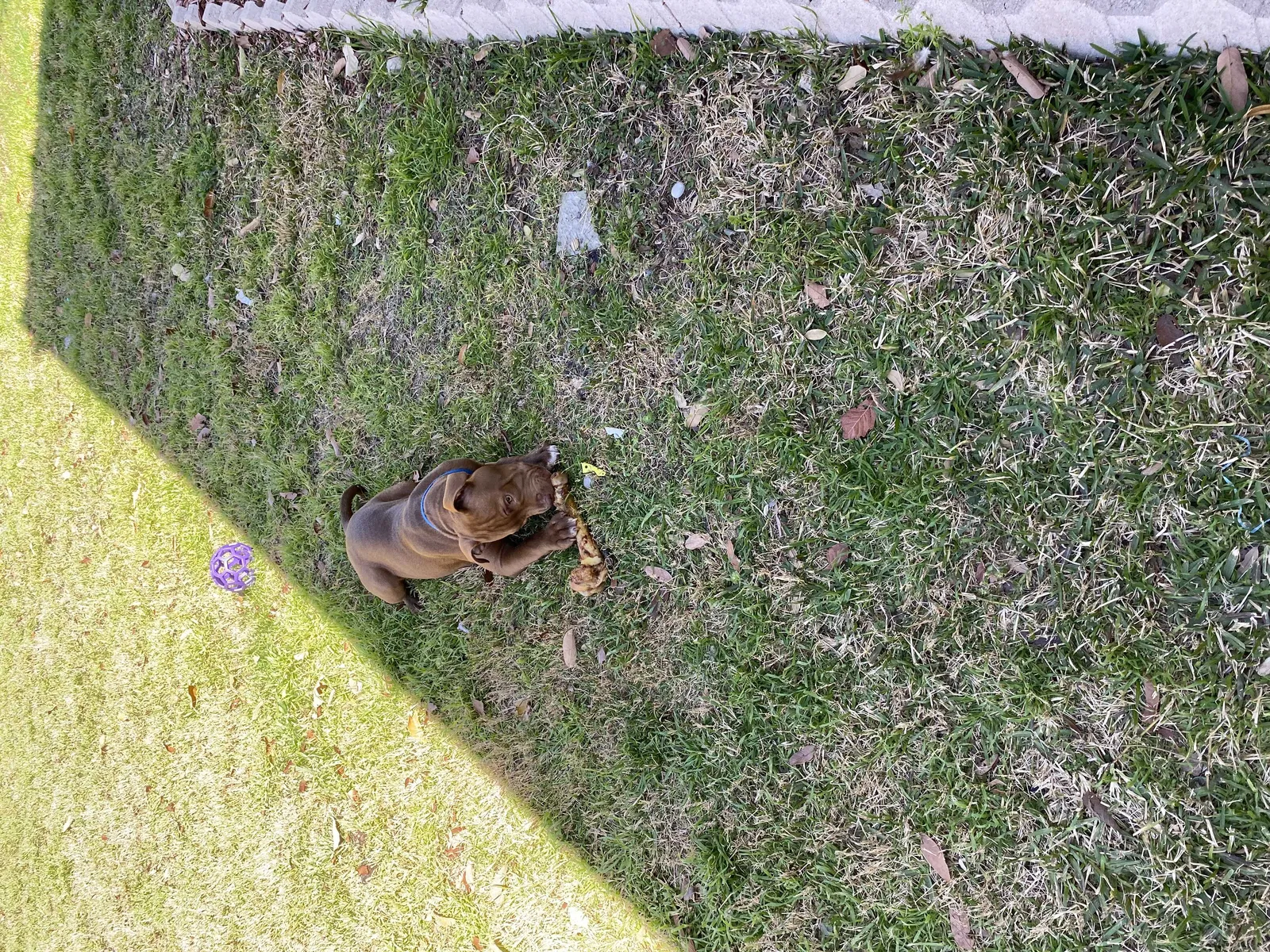 Lost dog in San Antonio, TX, 78202