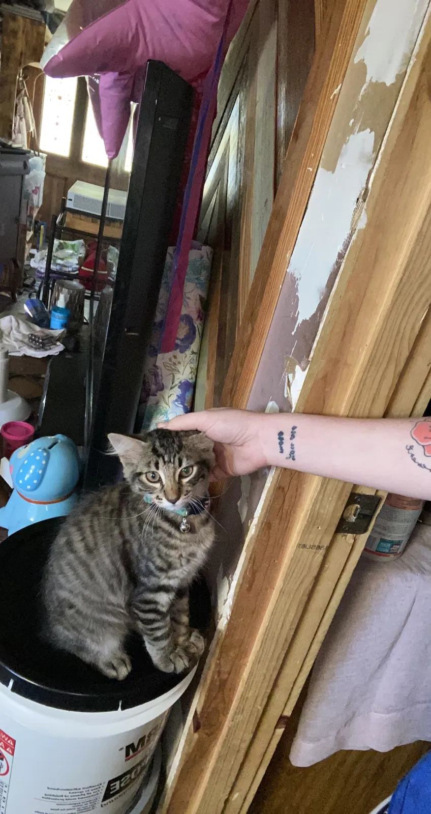 Lost cat in North Fort Myers, FL, 33903