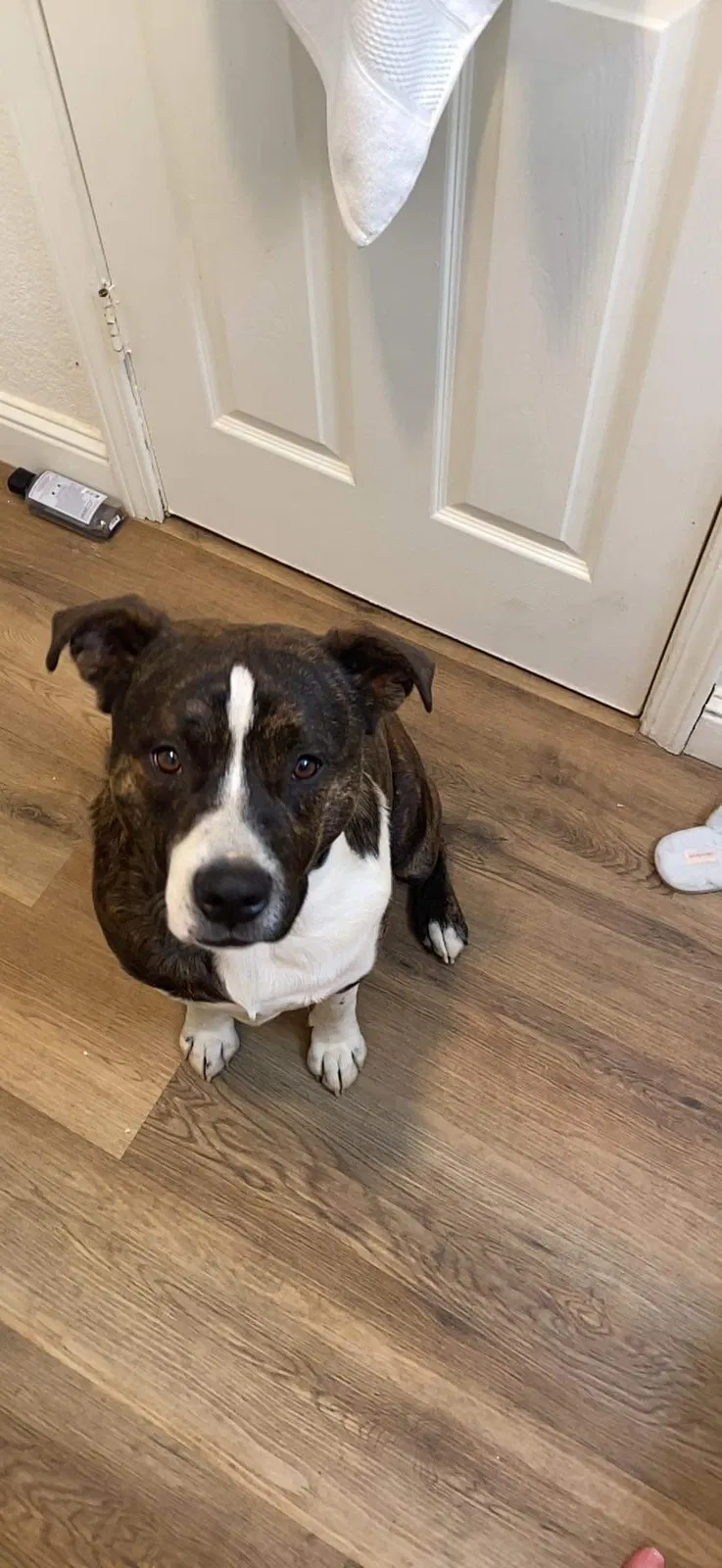 Lost dog in Live Oak, CA, 95953