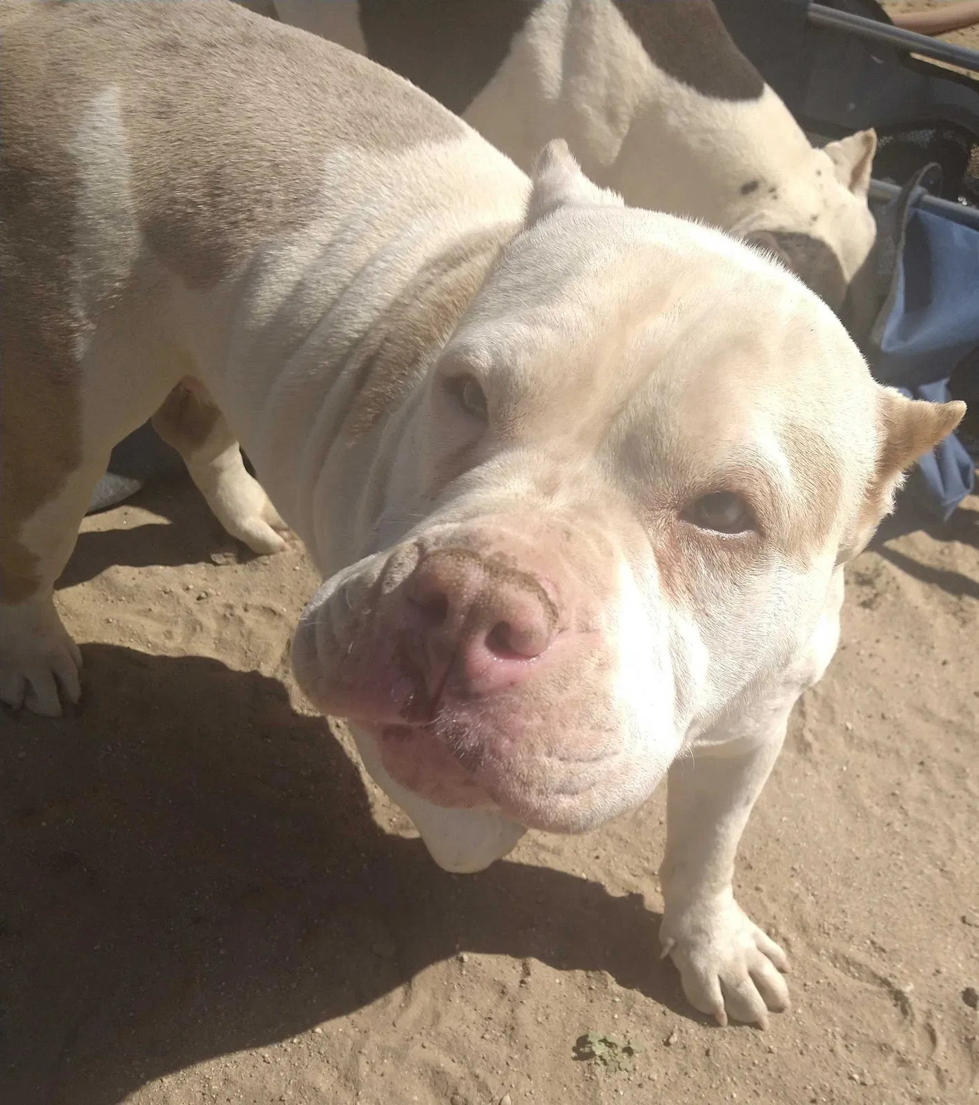 Found dog in Lancaster, CA, 93535