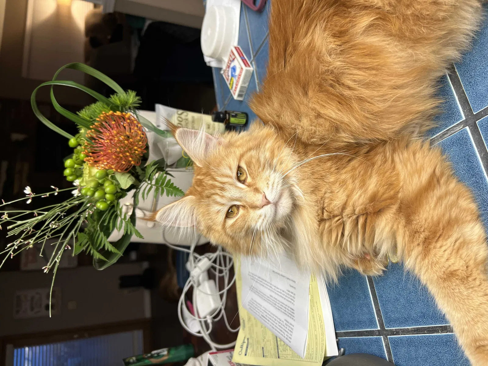 Lost cat in Gardnerville, NV, 89410