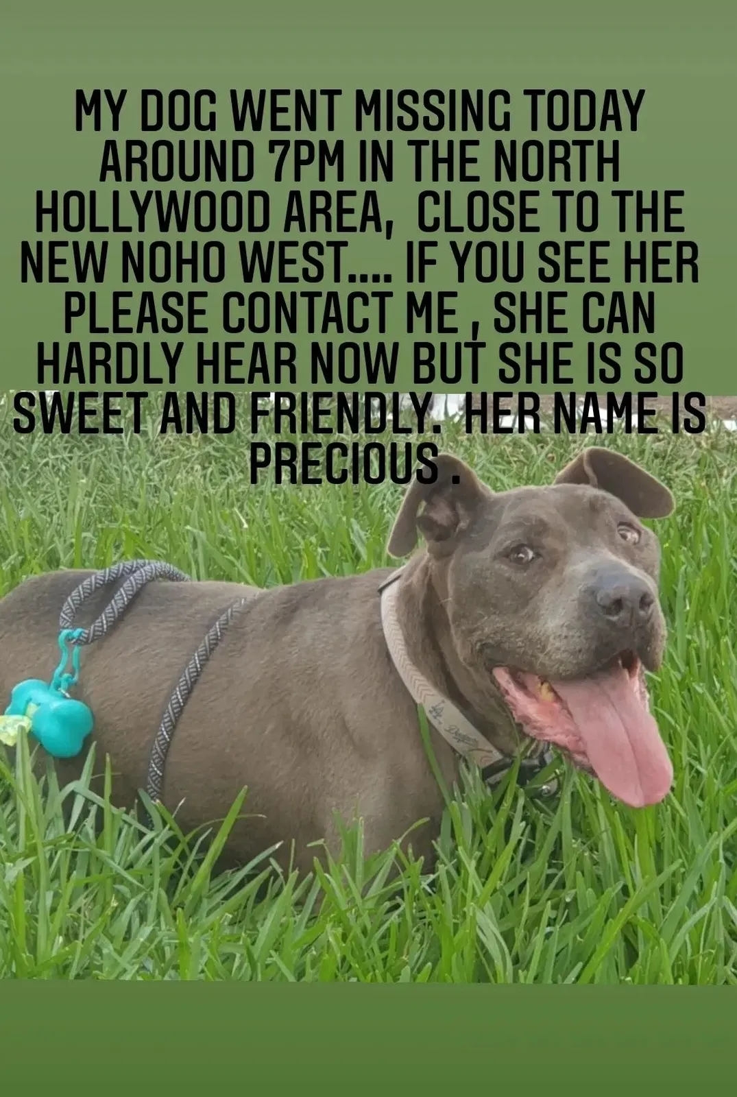 Lost dog in North Hollywood, CA, 91606