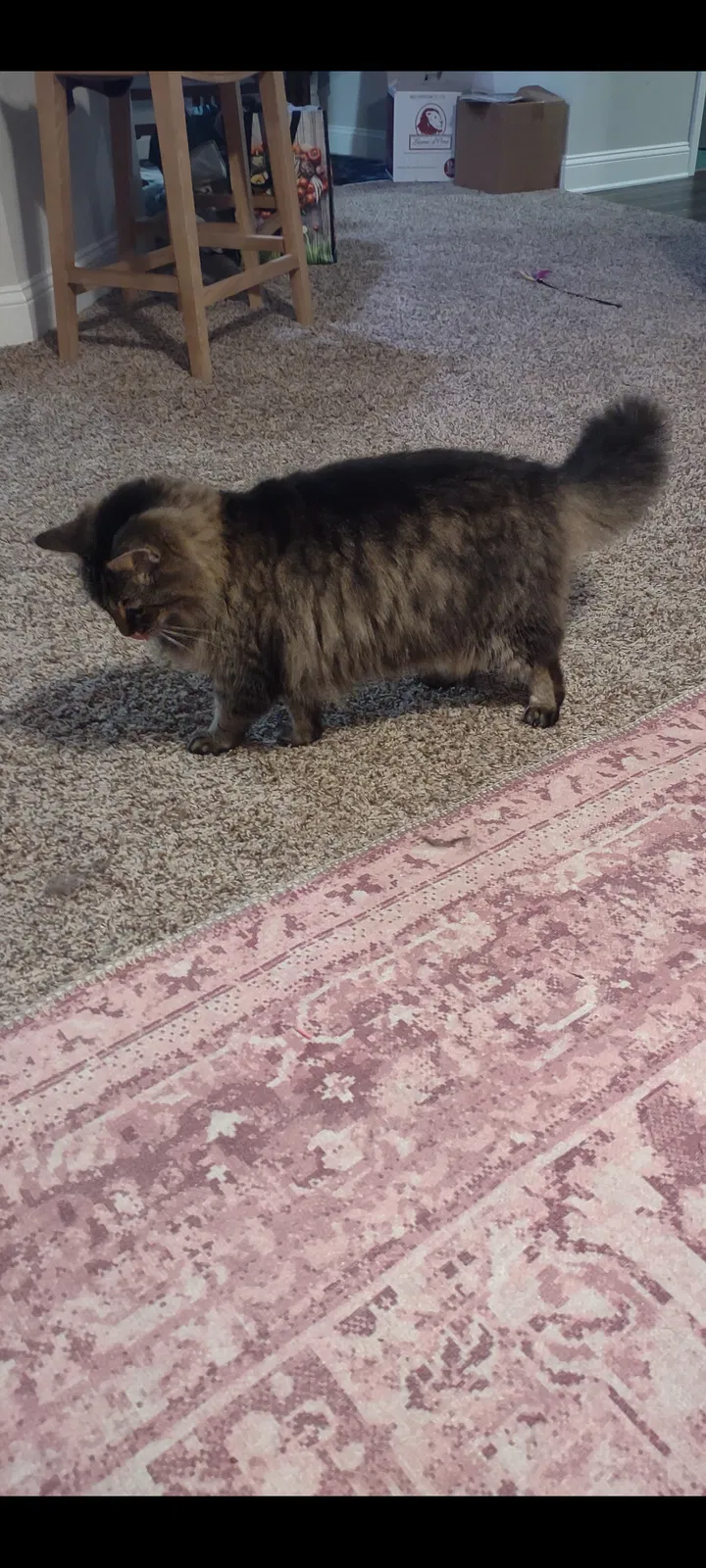 Lost cat in Johns Island, SC, 29455