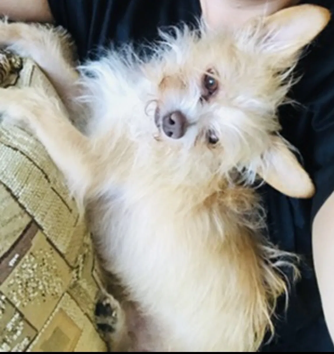Lost dog in Las Vegas, NV, 89121