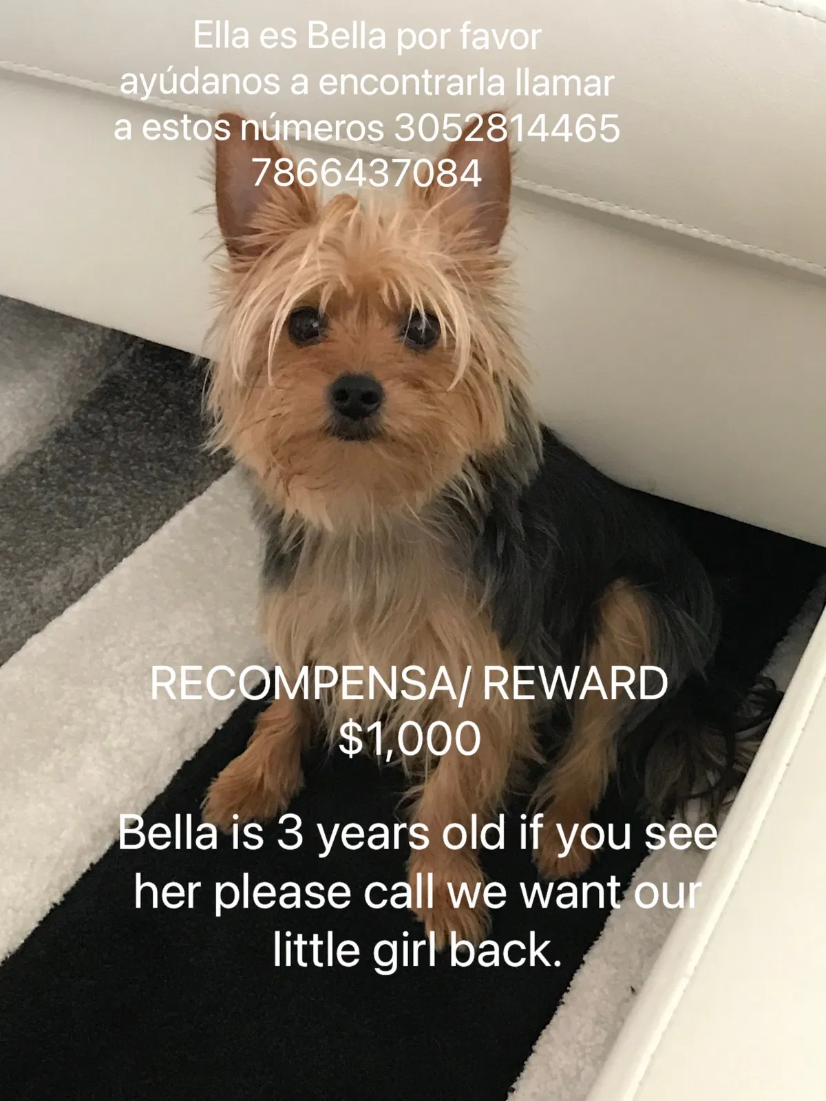 Lost dog in Miami, FL, 33177