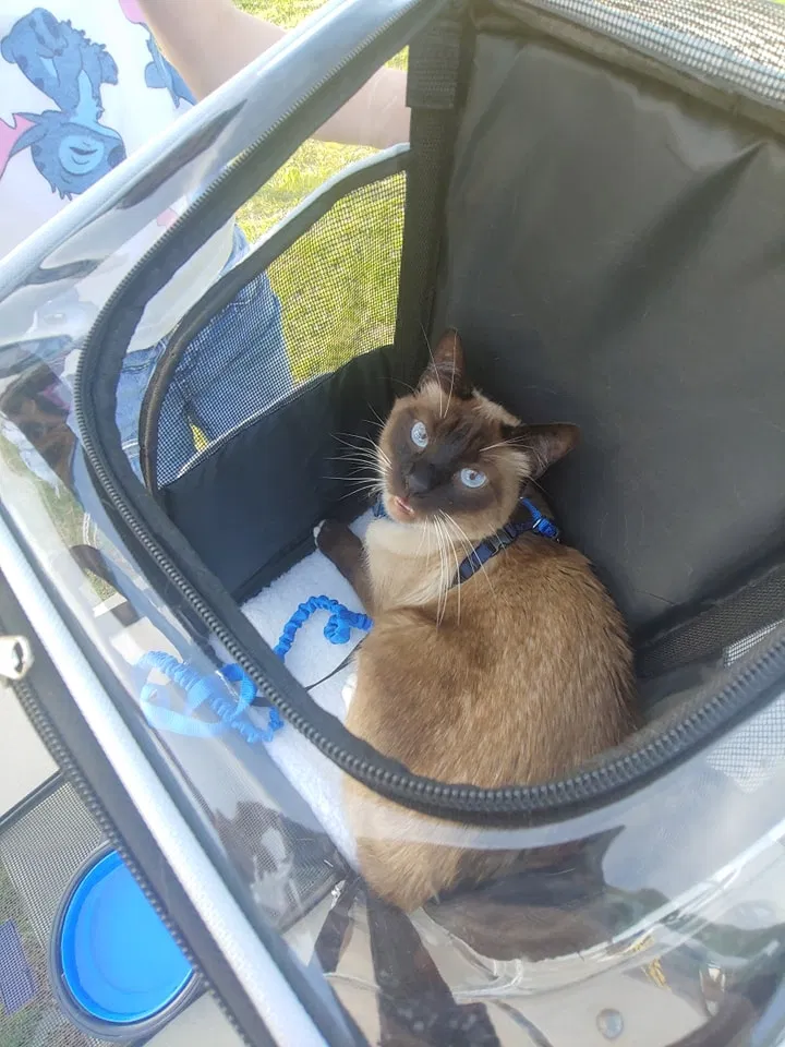 Lost cat in Nolanville, TX, 76559