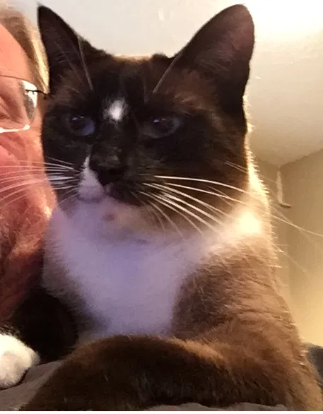 Lost cat in Kingwood, TX, 77339