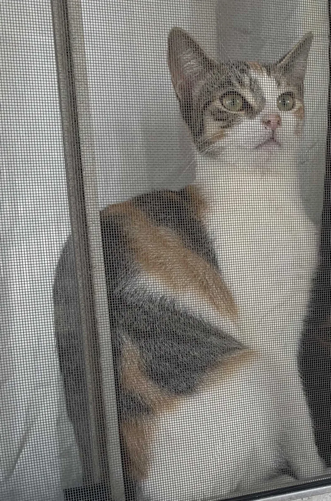 Lost cat in Wilmington, CA, 90744