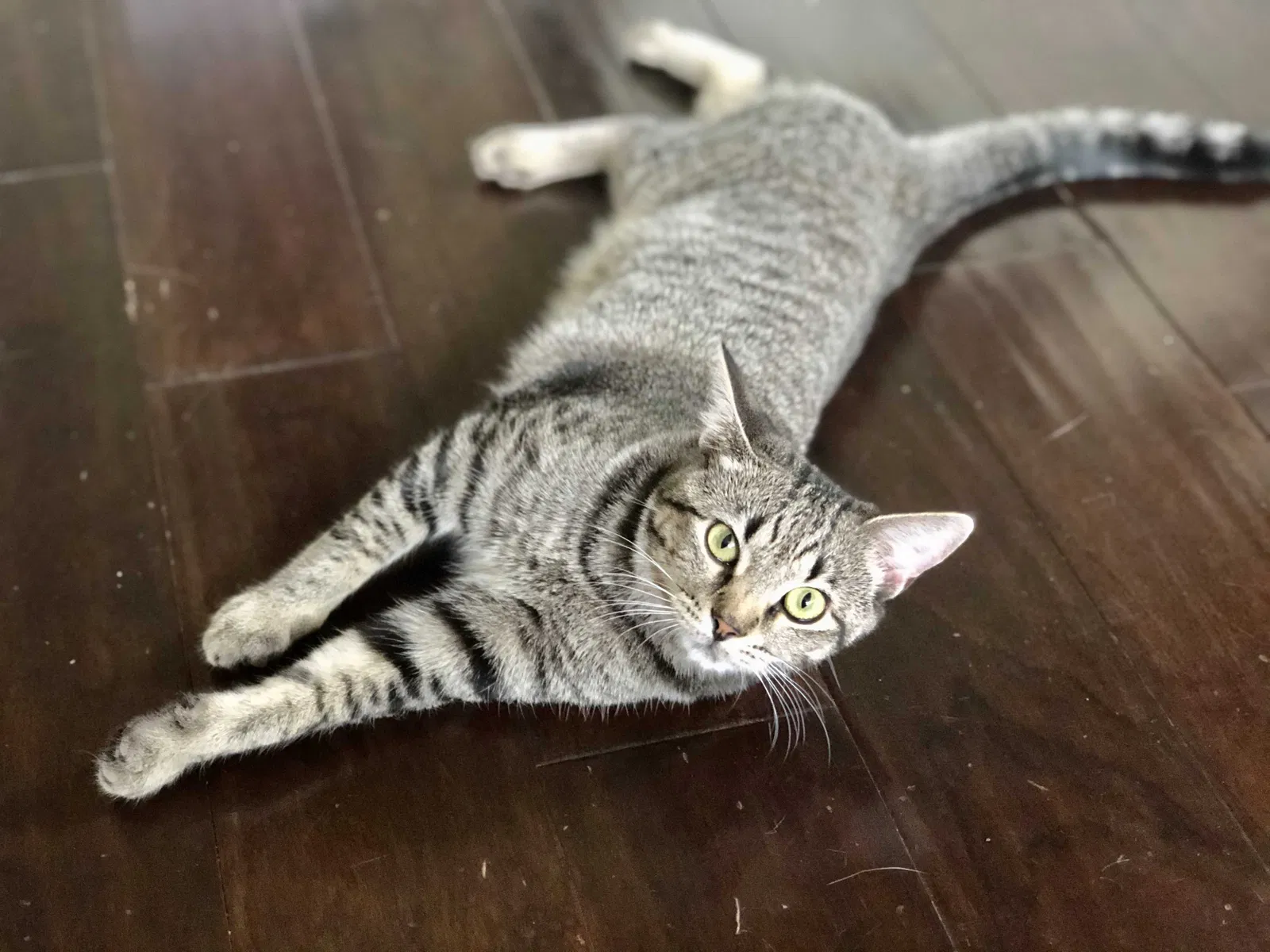 Lost cat in Raleigh, NC, 27614