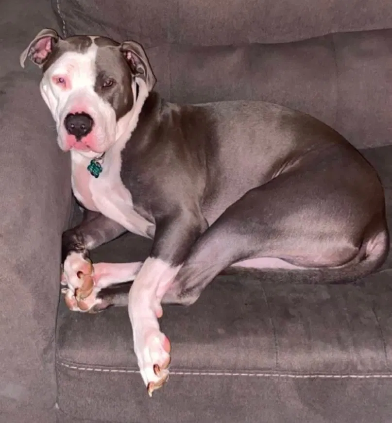 Lost dog in Columbus, OH, 43228