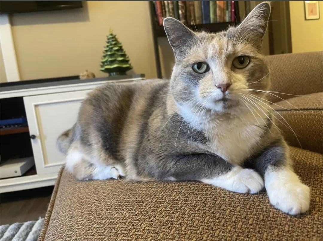 Lost cat in Chattanooga, TN, 37421