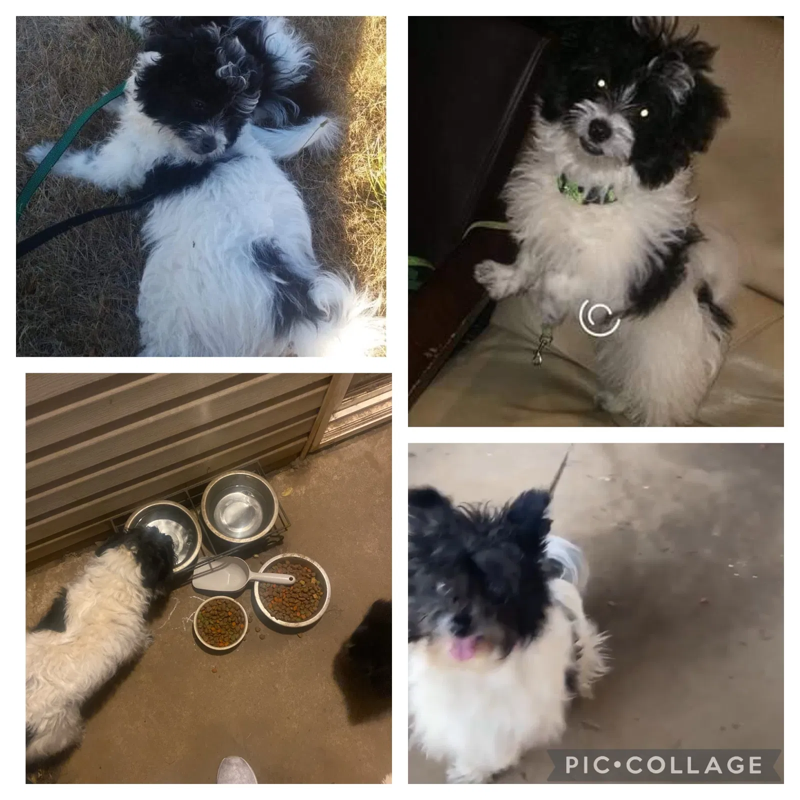 Lost dog in Portland, OR, 97216