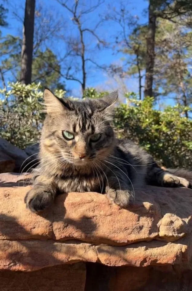 Lost cat in Magnolia, TX, 77355