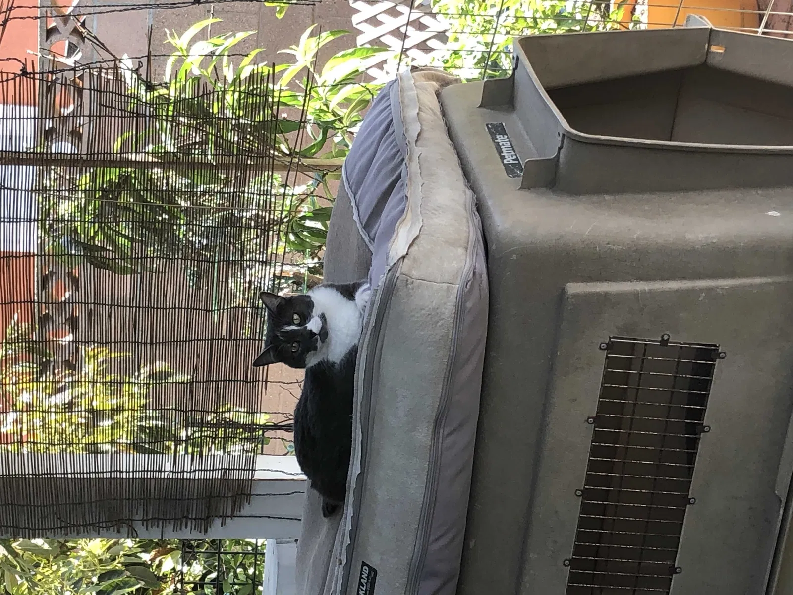 Lost cat in Port Hueneme, CA, 93041