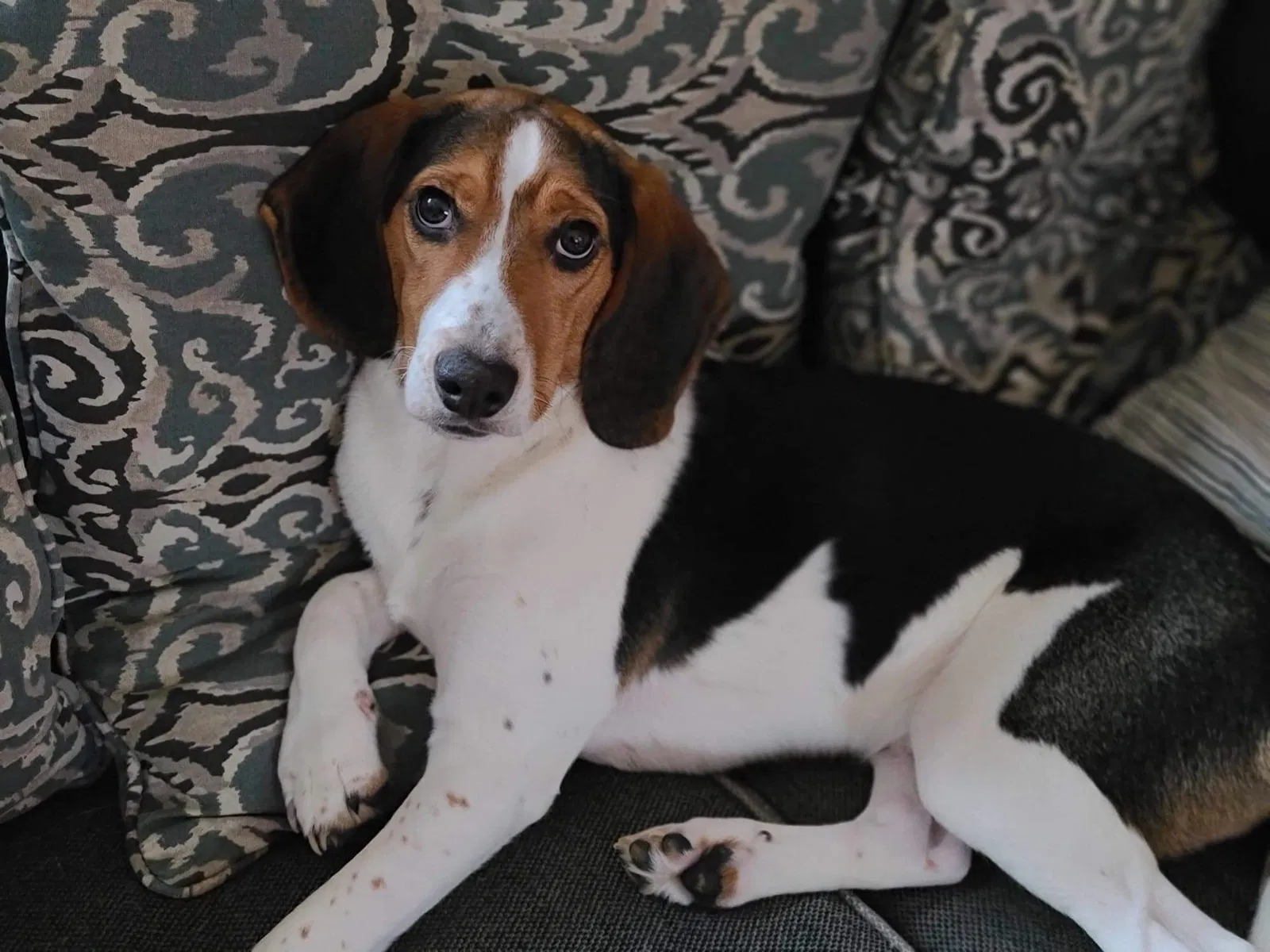 Lost dog in Loudon, NH, 3307