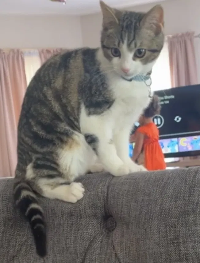 Lost cat in Worcester, MA, 1610