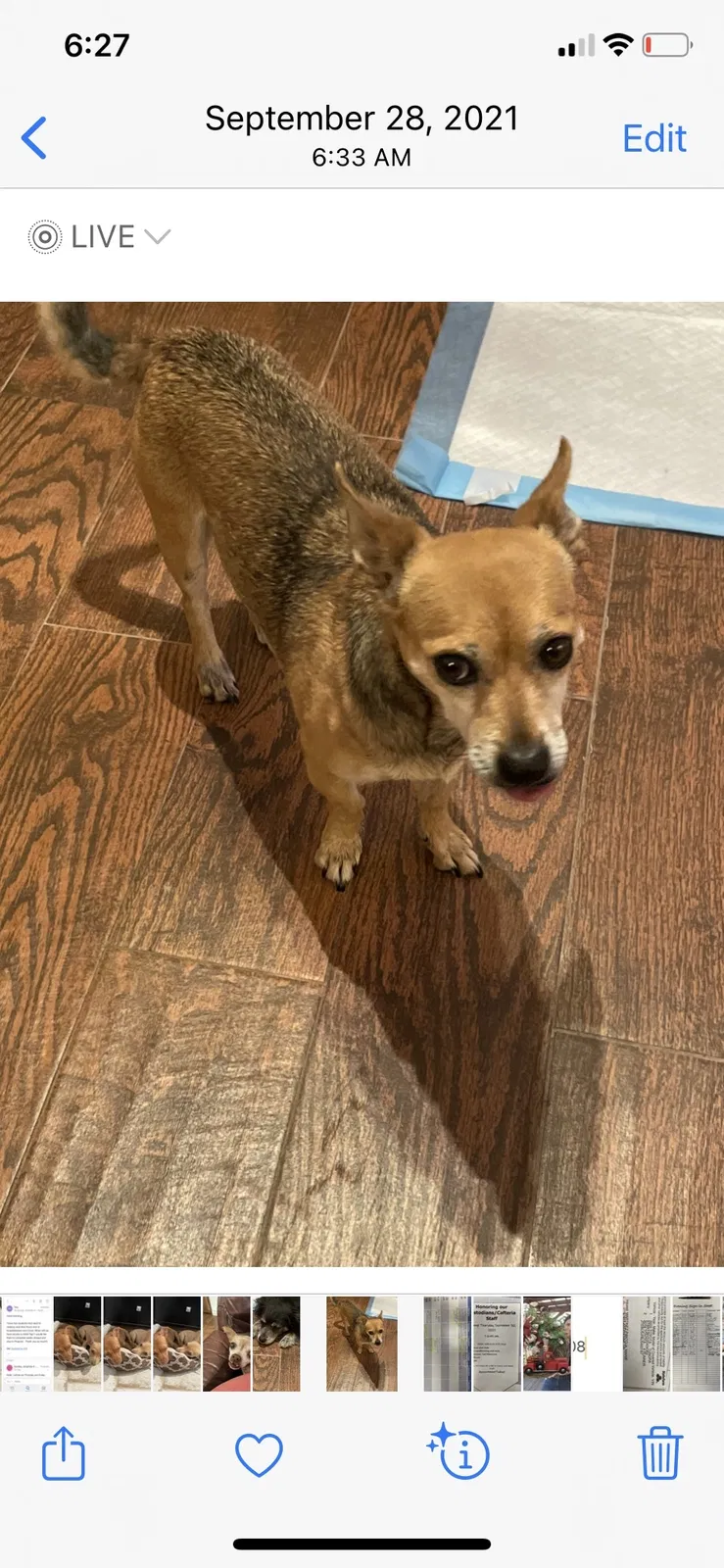 Lost dog in El Paso, TX, 79936