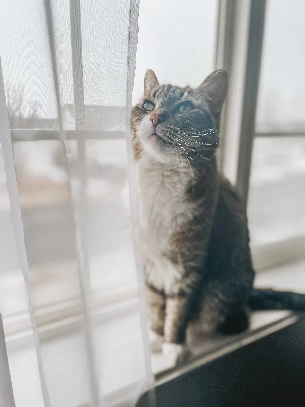 Lost cat in Eagle Mountain, UT, 84005