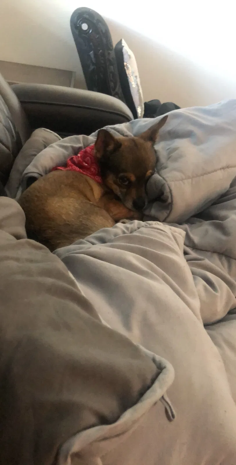 Lost dog in Fort Worth, TX, 76179